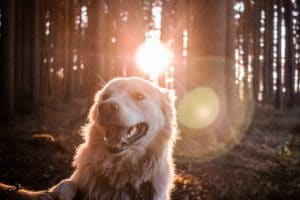 SIx Reasons Why Dogs are Better than Humans